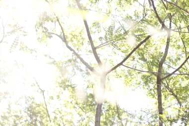 Bir şehir parkında bitki örtüsü