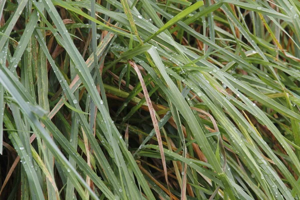 Vegetation Stadtpark — Stockfoto