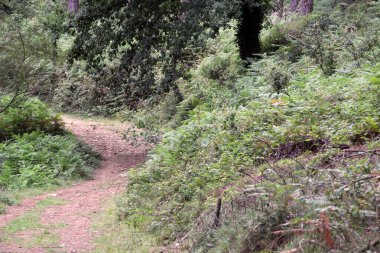 Kırsal kesimde kırsal kesim