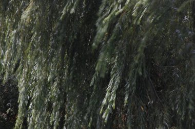 Şehir parkı manzarası