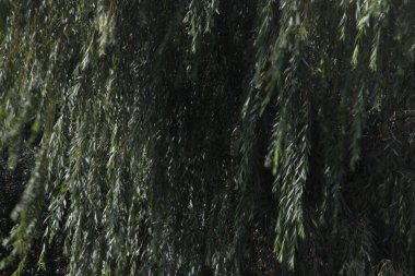 Şehir parkı manzarası