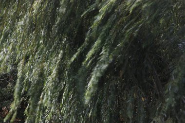 Şehir parkı manzarası