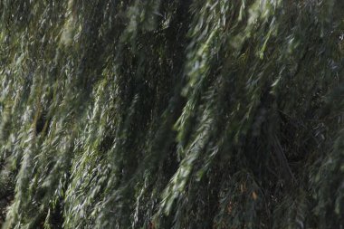 Şehir parkı manzarası