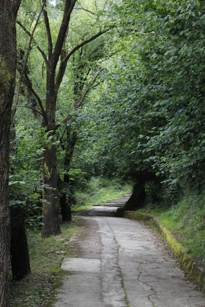 Percorso Rurale Immerso Nel Verde — Foto Stock