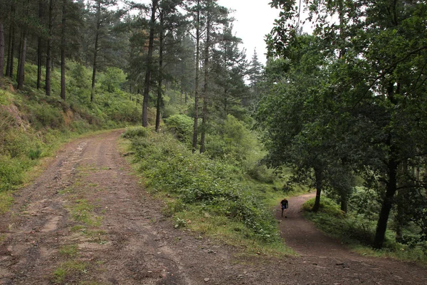 Rural path in the countryside