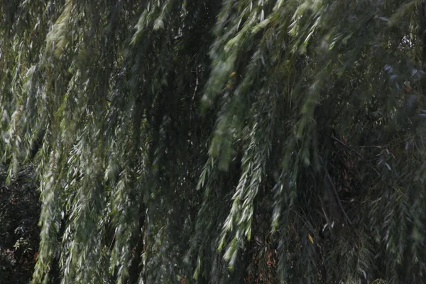 Şehir parkı manzarası