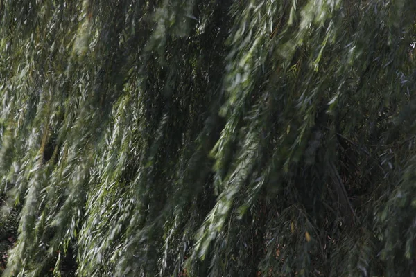 Şehir parkı manzarası