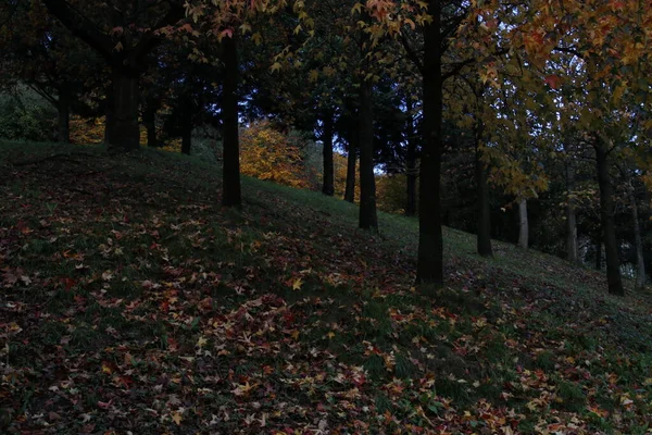 都市公園の眺め — ストック写真