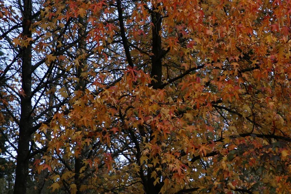 Blick Auf Einen Stadtpark — Stockfoto