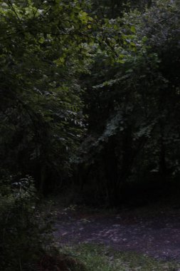 Bir yaz gününde bir ormanın manzarası