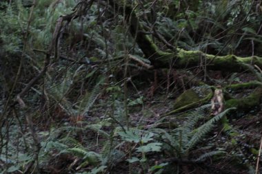 Bir yaz gününde bir ormanın manzarası