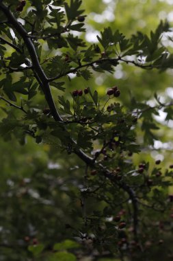 Bir yaz gününde bir ormanın manzarası