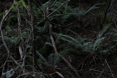 Bir yaz gününde bir ormanın manzarası