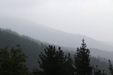 Bir yaz gününde bir ormanın manzarası