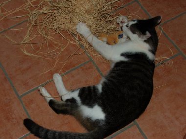 Evdeki küçük kedi