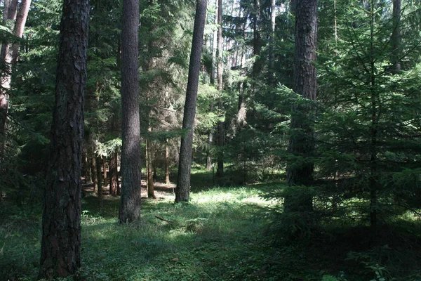 夏日的森林景观 — 图库照片