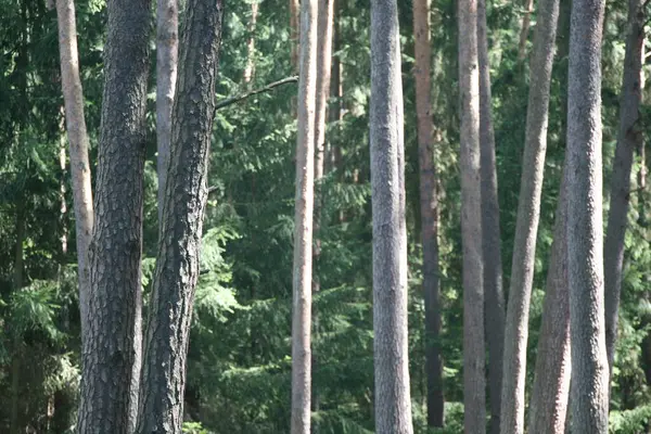 Vista Una Foresta Una Giornata Estiva — Foto Stock