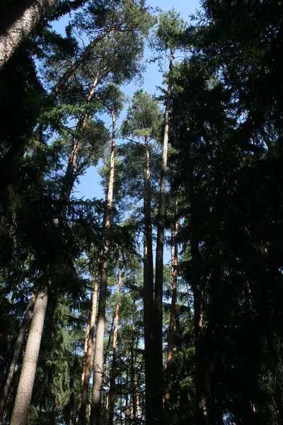 Vista Una Foresta Una Giornata Estiva — Foto Stock