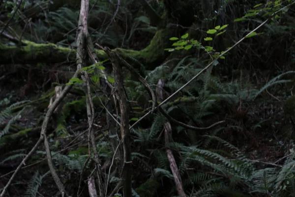 Vista Uma Floresta Dia Verão — Fotografia de Stock