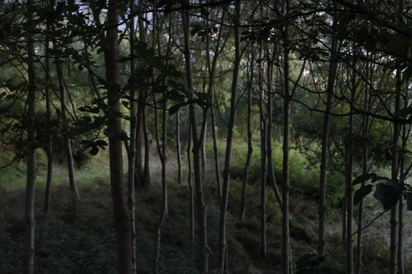 Kilátás Erdőre Egy Nyári Napon — Stock Fotó