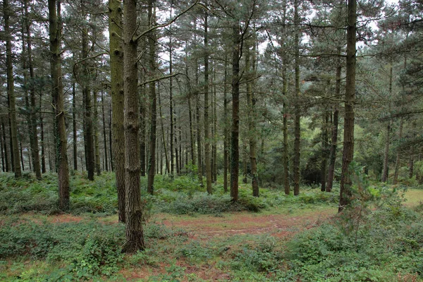 Vista Bosque Día Verano — Foto de Stock