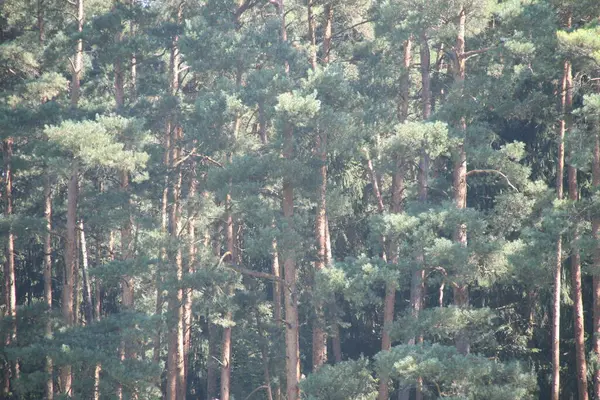 Vista Una Foresta Una Giornata Estiva — Foto Stock