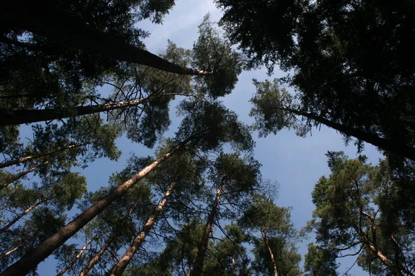 Blick Auf Einen Wald Einem Sommertag — Stockfoto