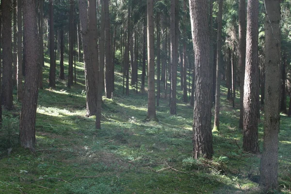 Bir Yaz Gününde Bir Ormanın Manzarası — Stok fotoğraf