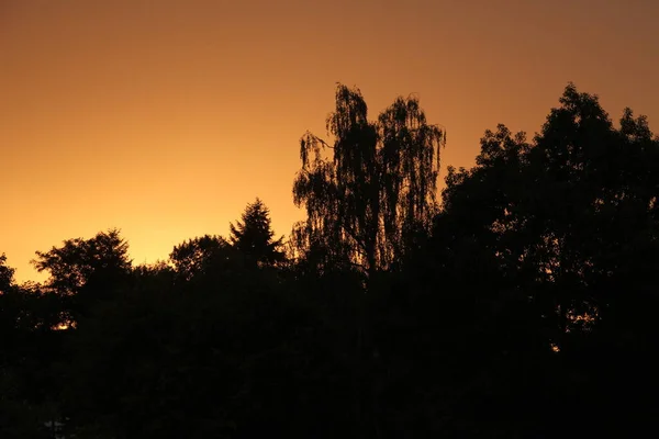 Zonsondergang Een Park Het Gouden Uur — Stockfoto