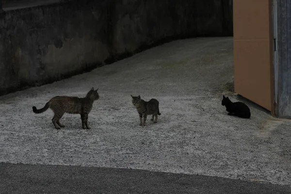 Pequeño Gato Casa — Foto de Stock