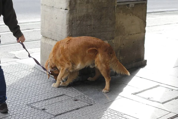 Cane Strada — Foto Stock