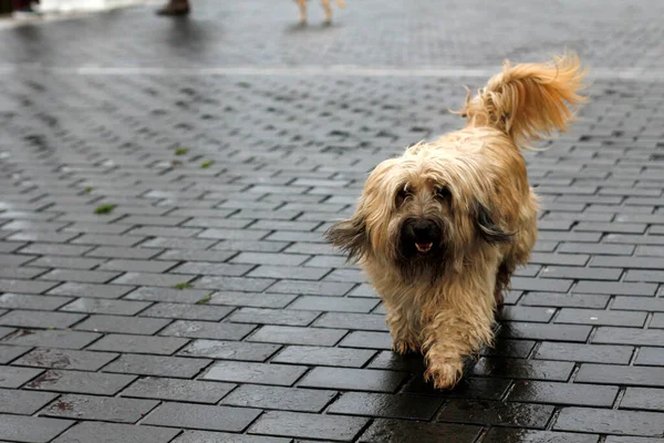 Hund Auf Der Straße — Stockfoto