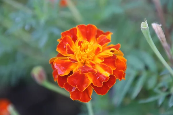 都会の公園の花 — ストック写真