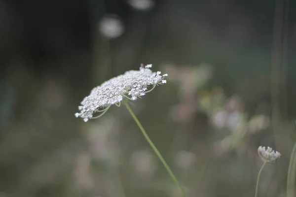 Fleur Dans Parc Urbain — Photo