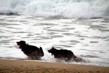 Kumsalda koşan köpekler.