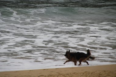 Kumsalda koşan köpekler.