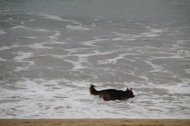 Kumsalda koşan köpekler.