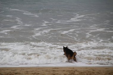 Kumsalda koşan köpekler.