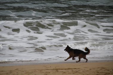 Kumsalda koşan köpekler.