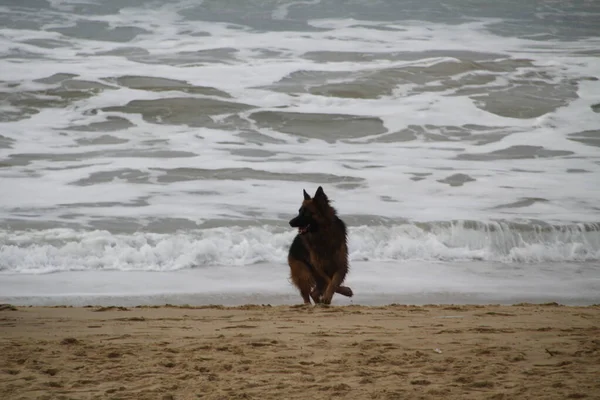 Dogs Running Beach — Stock Photo, Image