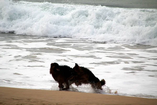 Perros Corriendo Playa —  Fotos de Stock