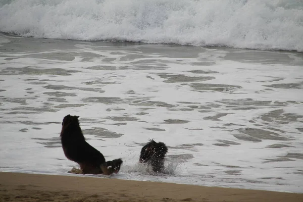Perros Corriendo Playa —  Fotos de Stock