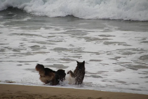 Perros Corriendo Playa —  Fotos de Stock