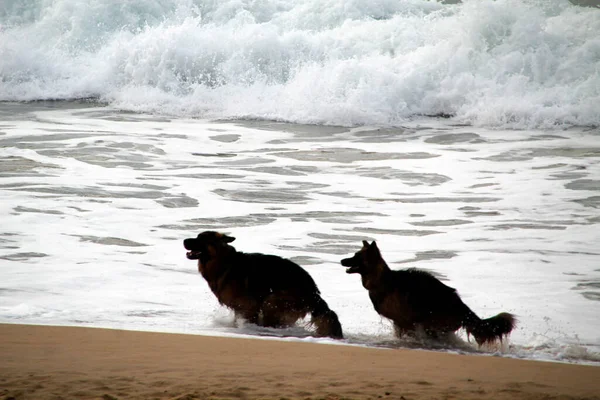 Perros Corriendo Playa —  Fotos de Stock