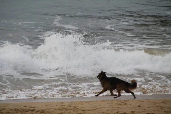 Perros Corriendo Playa —  Fotos de Stock