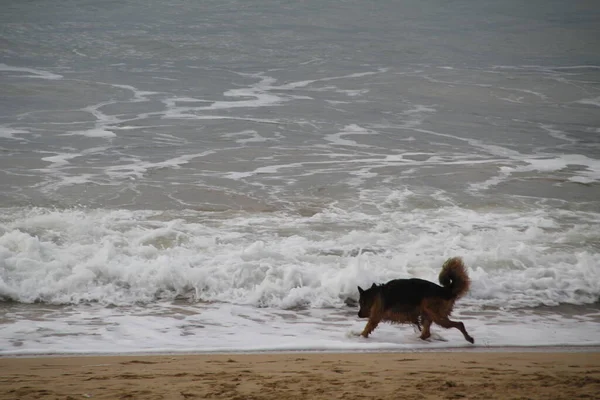 Perros Corriendo Playa —  Fotos de Stock