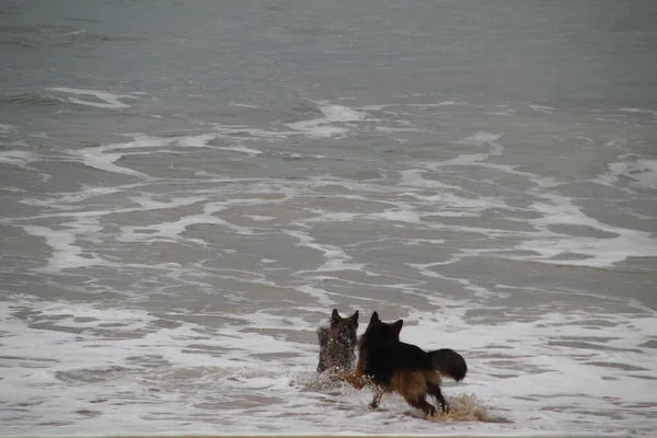 Perros Corriendo Playa —  Fotos de Stock