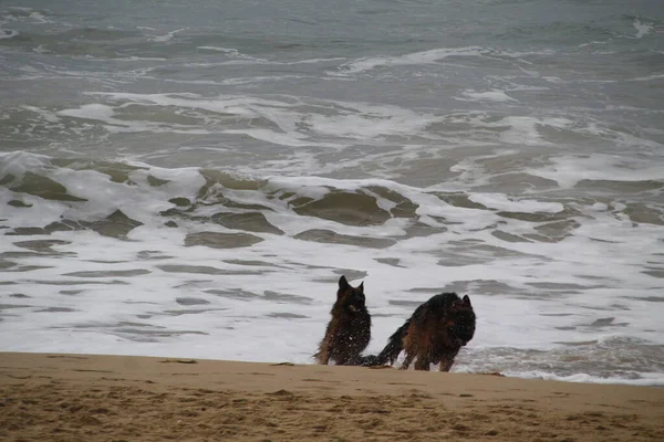 Perros Corriendo Playa —  Fotos de Stock