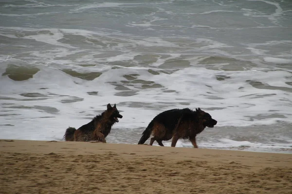 Perros Corriendo Playa —  Fotos de Stock