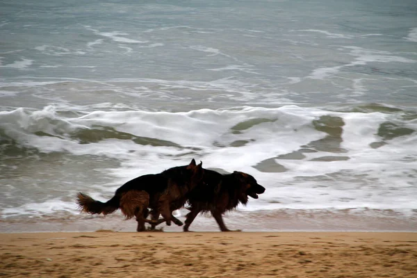 Perros Corriendo Playa —  Fotos de Stock